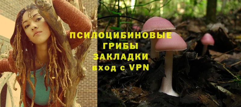 Галлюциногенные грибы Psilocybine cubensis  Торжок 